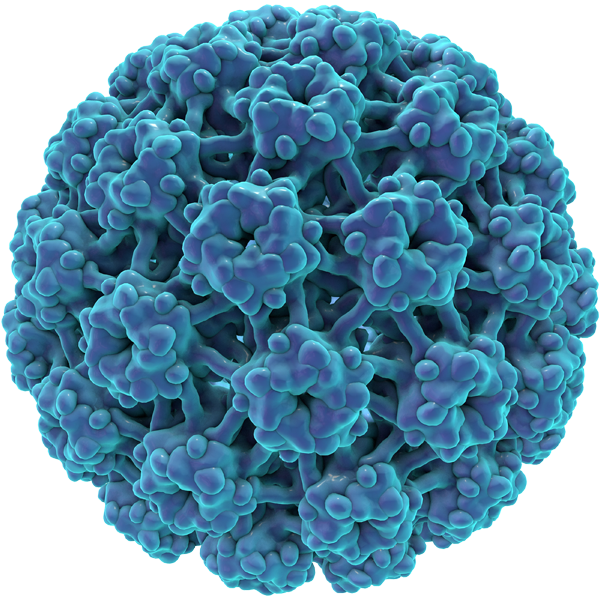 Illustration of the HPV virus